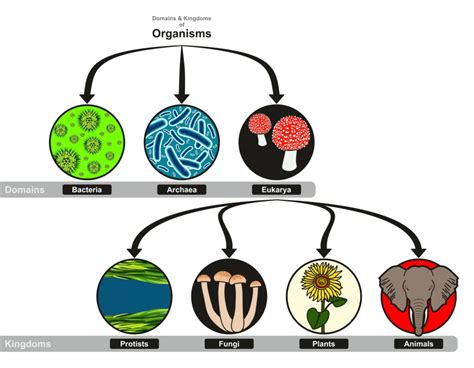 pictures living organisms|Living Organism royalty.